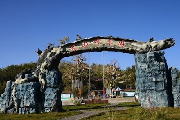 戈壁綠洲天山神木園