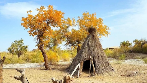 羅布人村寨與胡楊林